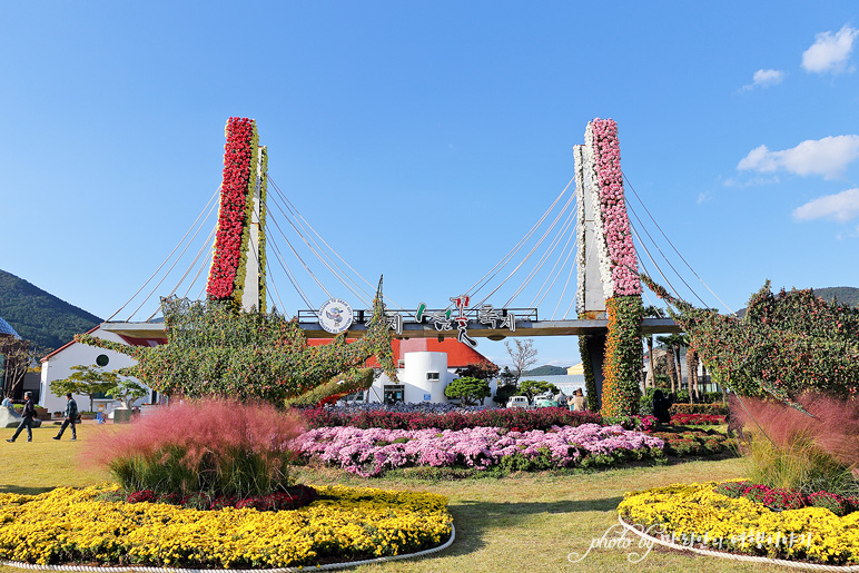 경남 축제 거제 섬꽃축제 핑크뮬리 국화~ 가을 꽃축제