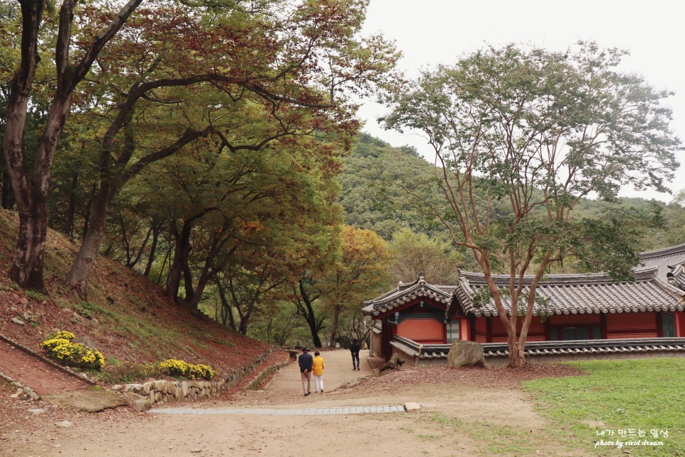 경주 가볼만한곳 11월에 가기 좋은 운곡서원 은행나무명소