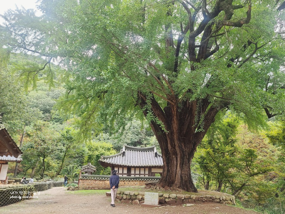 경주 가볼만한곳 11월에 가기 좋은 운곡서원 은행나무명소