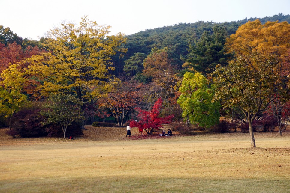 충남 드라이브 코스 아산 현충사 단풍 명소 은행나무길