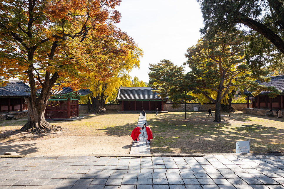 가을 여행 서울 데이트 나들이 성균관대 명륜당 은행나무