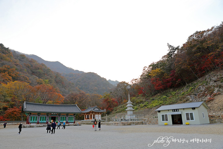 가을 단풍 명소 내장산 단풍 절정 시기 정읍 내장사11/5