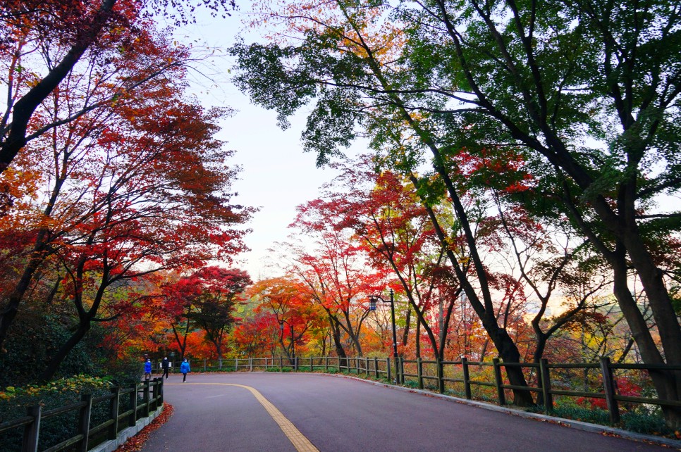 서울 단풍 명소 남산공원 둘레길 코스 산책로 남산타워 전망대까지