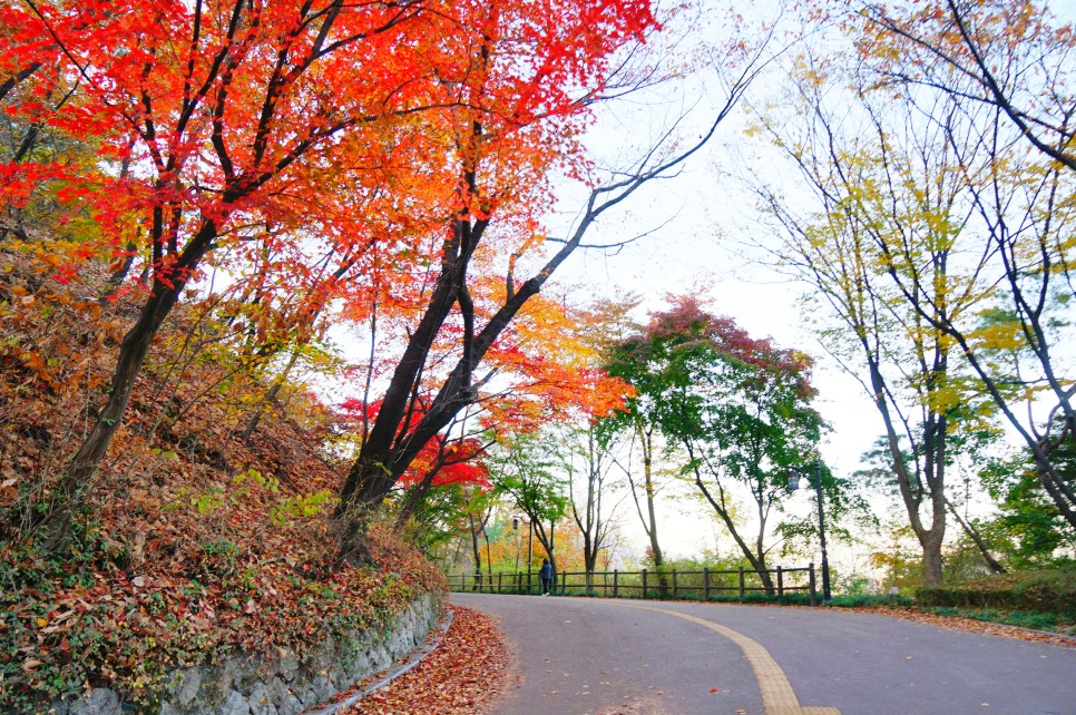 서울 단풍 명소 남산공원 둘레길 코스 산책로 남산타워 전망대까지