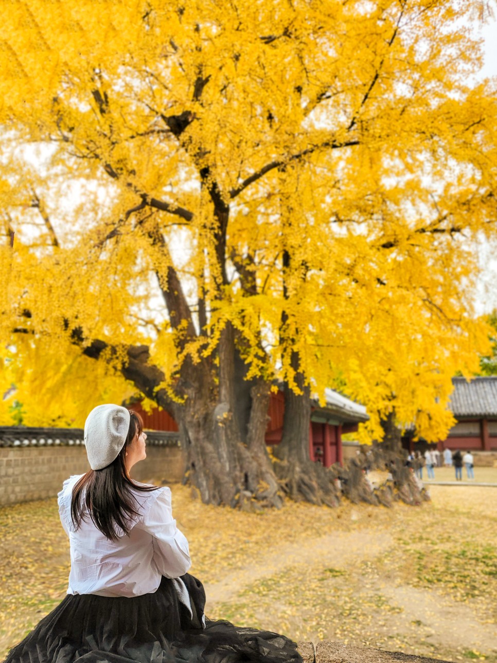 가을단풍명소 성균관대 명륜당 은행나무 단풍구경