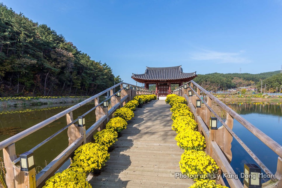 충남 드라이브코스 가볍게 가볼만한곳 태안 여행코스 볼거리 국화꽃축제