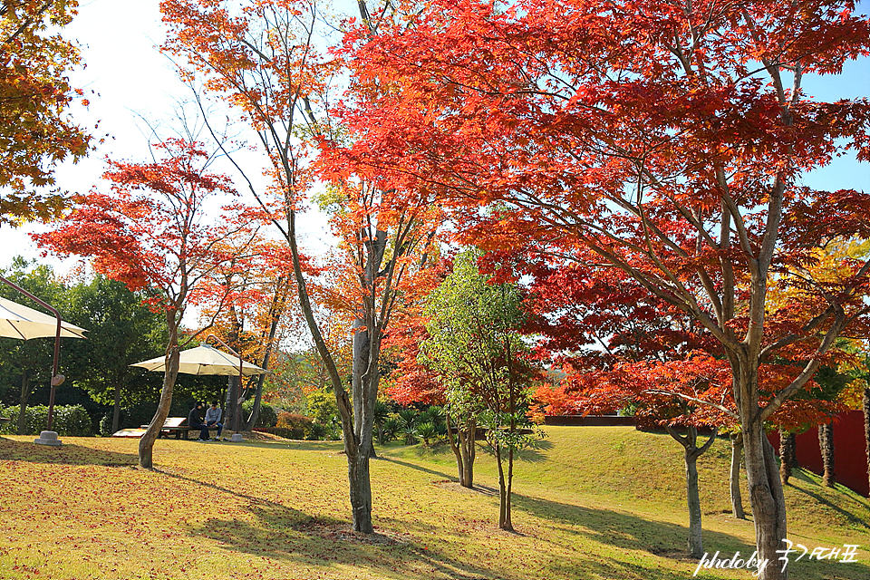 가을 단풍 여행 순천만국가정원 11월 꽃구경 국내 당일치기 여행
