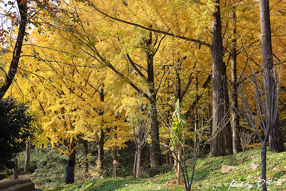 가을 단풍 명소 순천 선암사 조계산 가을 나들이