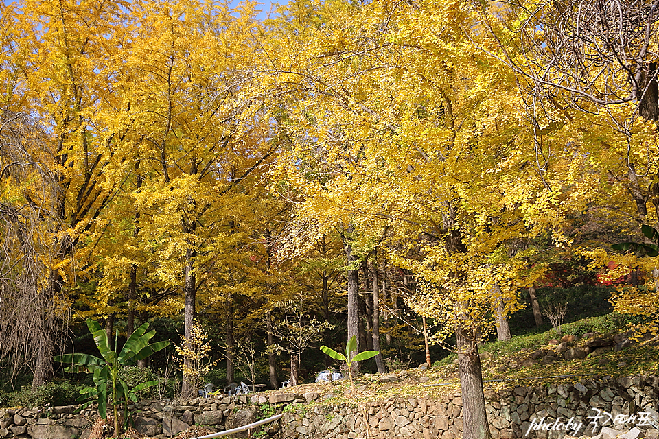 가을 단풍 명소 순천 선암사 조계산 가을 나들이