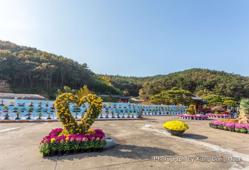 충남 드라이브코스 가볍게 가볼만한곳 태안 여행코스 볼거리 국화꽃축제