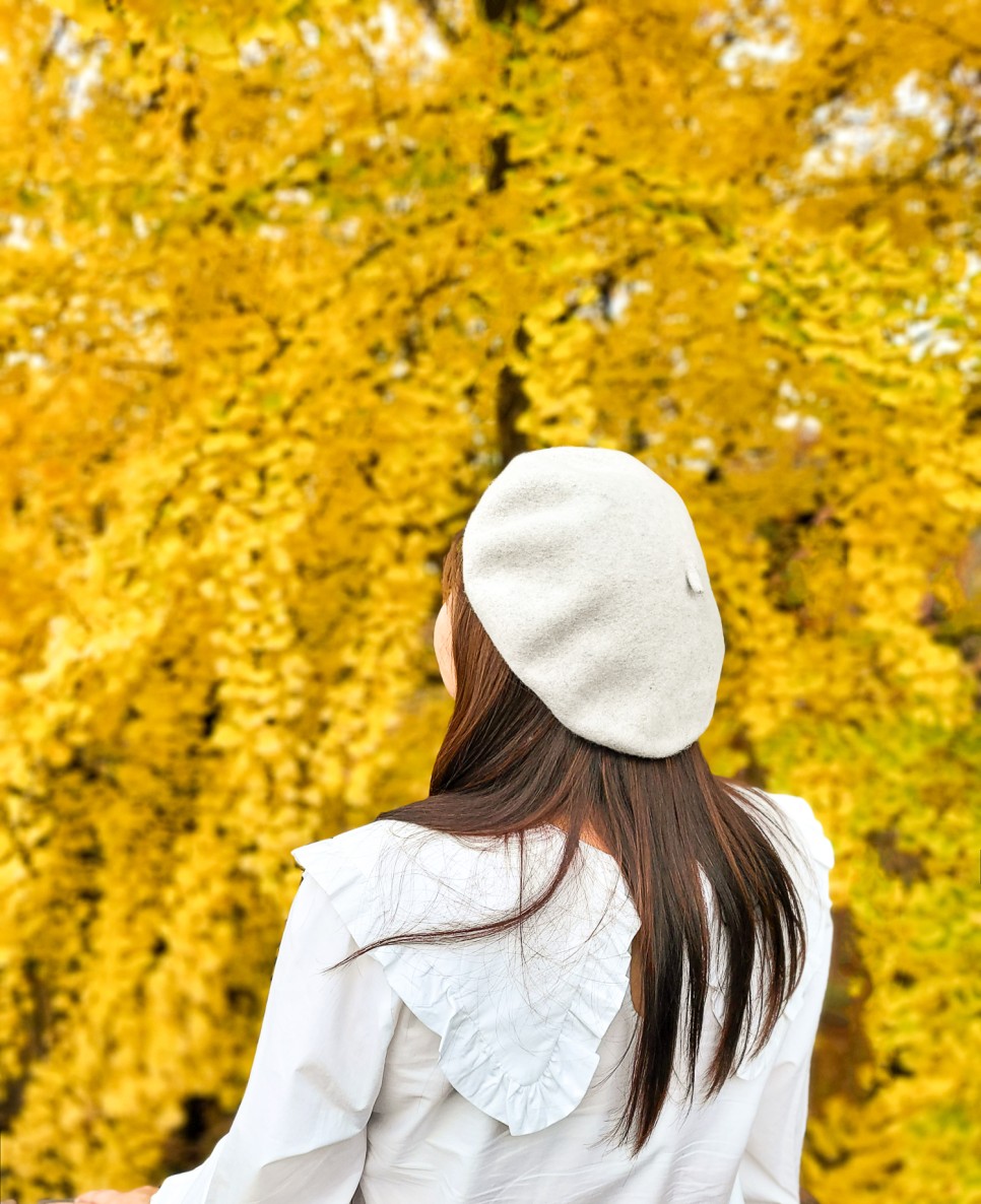 가을단풍명소 성균관대 명륜당 은행나무 단풍구경