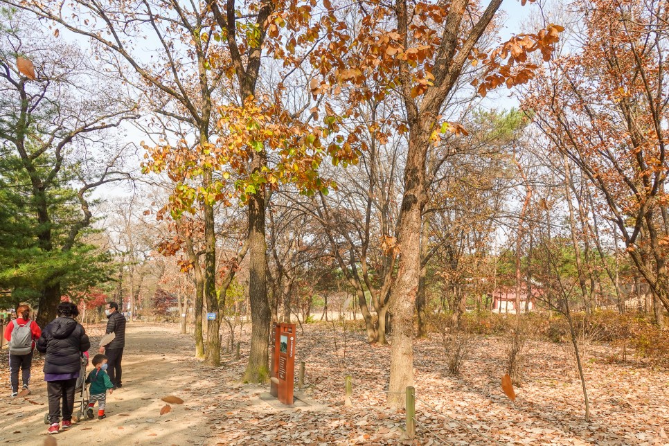 경기도 일산 가볼만한곳 서오릉 가을여행지