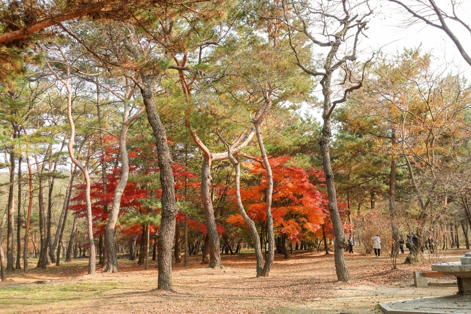 경기도 일산 가볼만한곳 서오릉 가을여행지