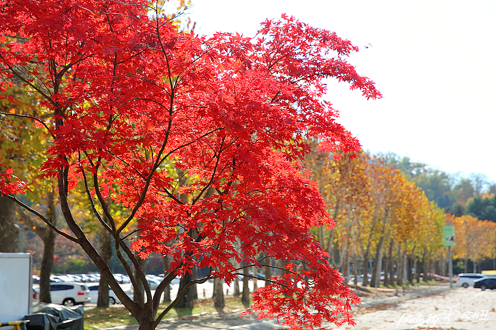 경기도 주말 나들이 가을 여행지 과천 서울대공원 동물원 놀거리