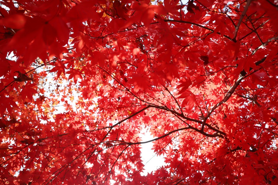 가을 단풍 여행 브이로그 카메라 캐논 G7X Mark3와 함께