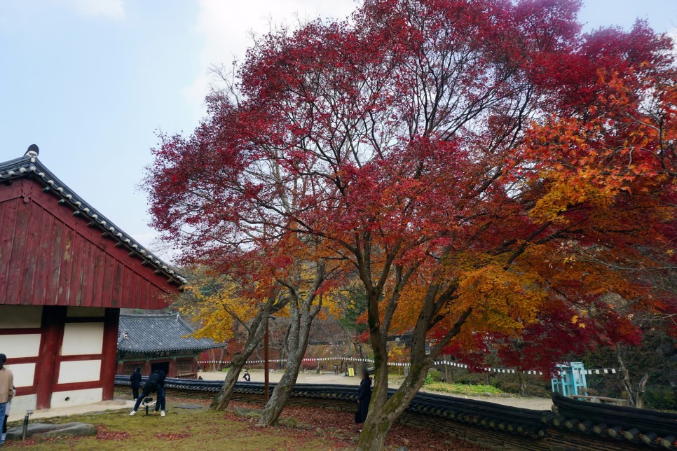 충남 가볼만한곳 공주 마곡사 단풍 아듀