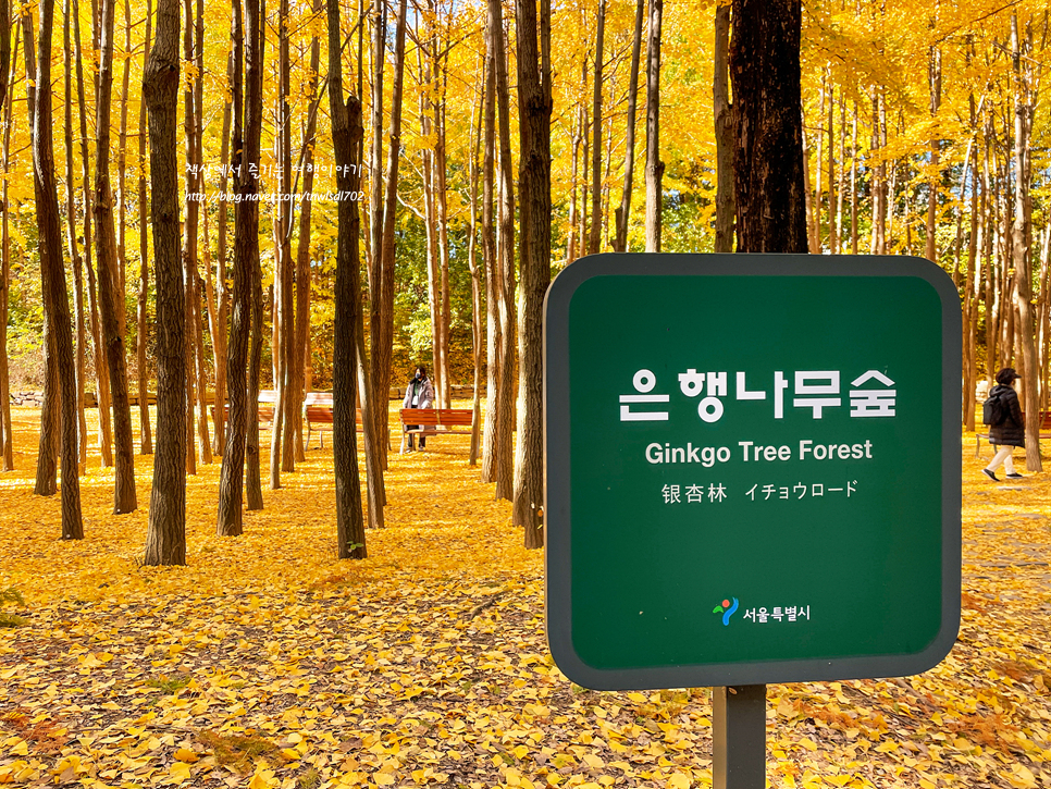 서울숲 단풍구경 사슴과 은행나무길 위치