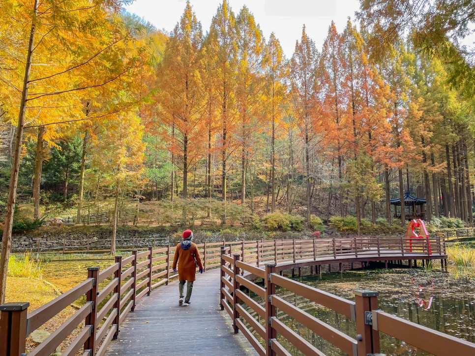대전가볼만한곳 장태산 자연휴양림 단풍 + 숙박 후기