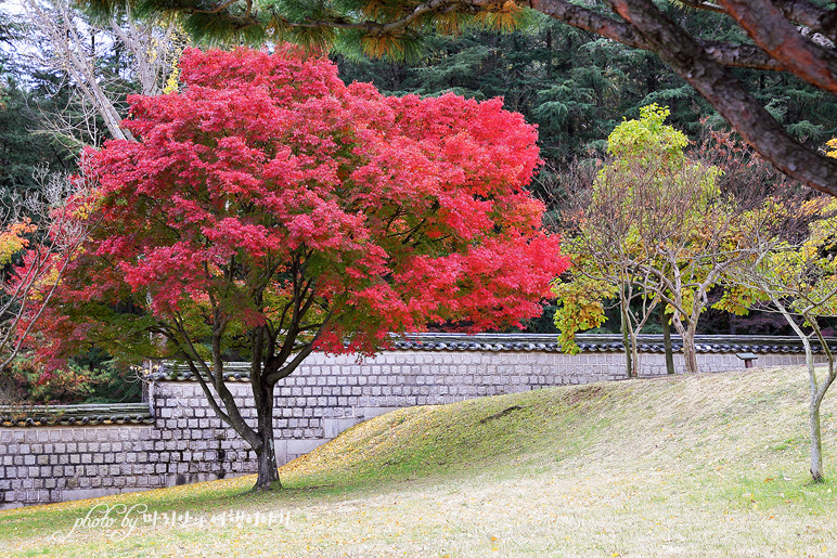 가을 국내관광지 경주 통일전 은행나무 가을 단풍 구경