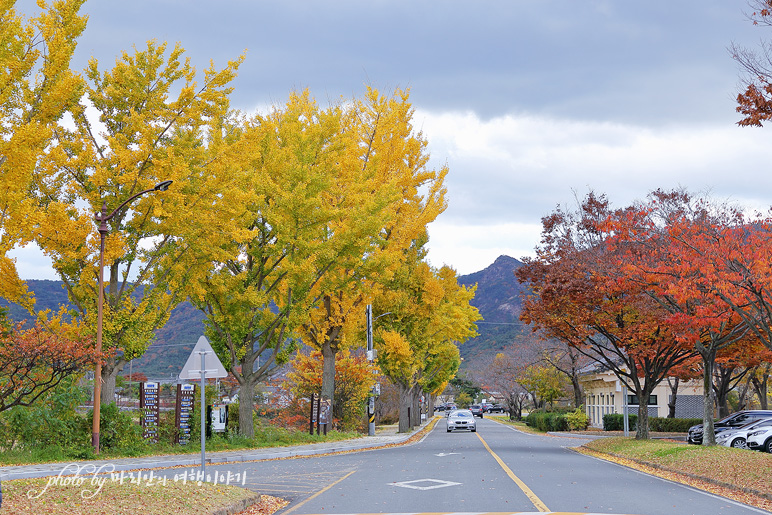 가을 국내관광지 경주 통일전 은행나무 가을 단풍 구경