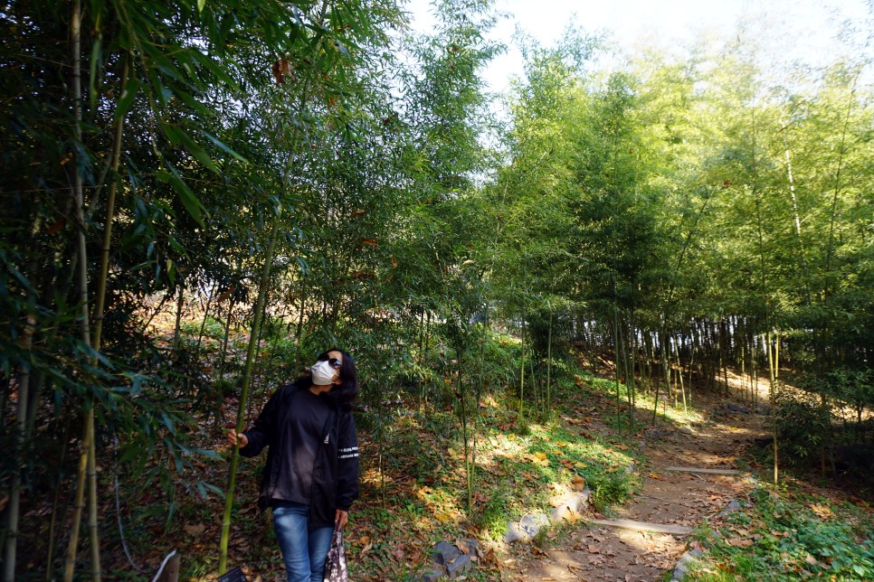 서울 근교 당일치기 오산 물향기수목원 단풍 나들이