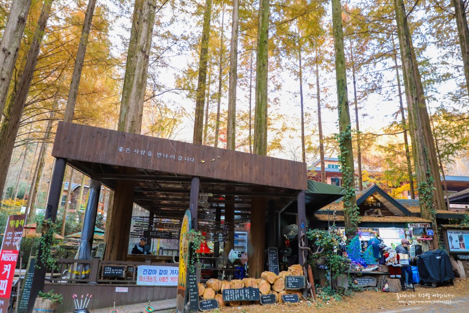 대전 장태산 자연휴양림 메타세콰이어길 가을에 가볼만한곳
