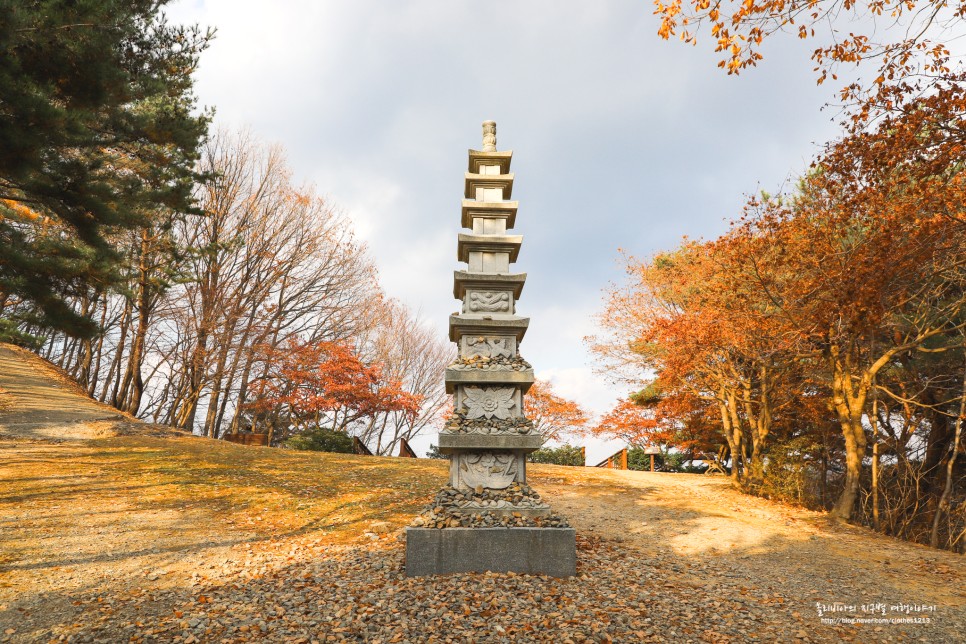 대전 장태산 자연휴양림 메타세콰이어길 가을에 가볼만한곳
