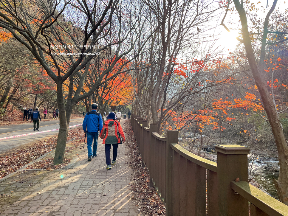 11월 가볼만한곳 내장산 단풍 명소 구경