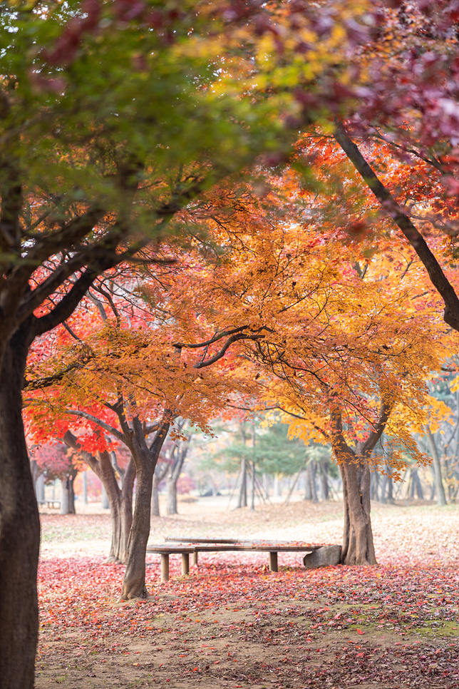 서울근교 데이트 나들이 하남 미사경정공원 끝나지 않은 단풍 산책