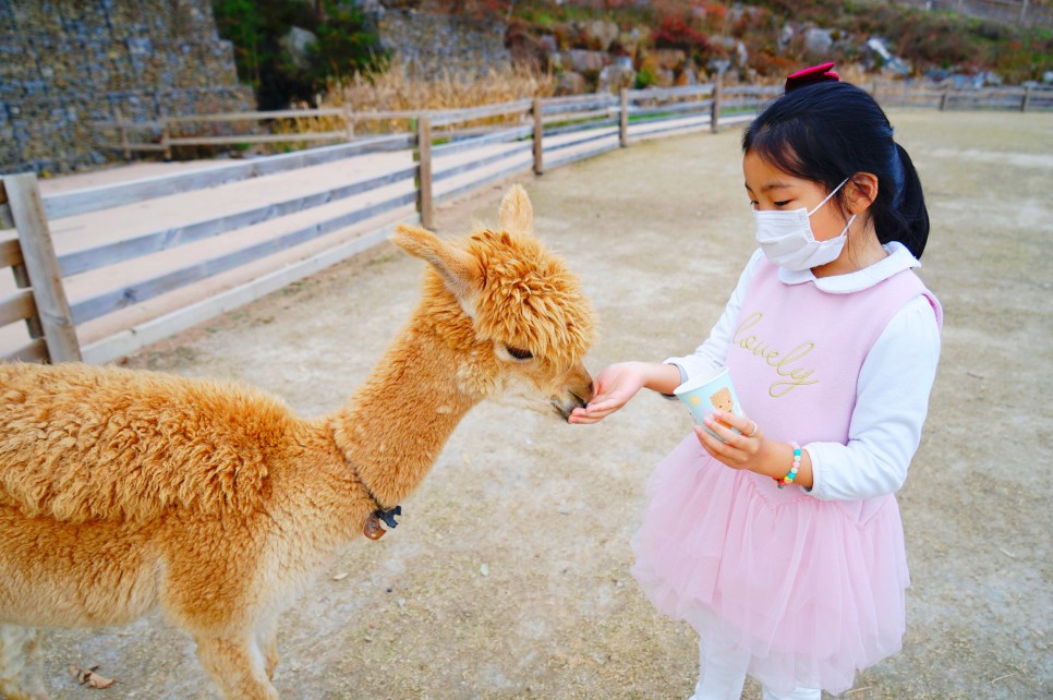 홍천 가볼만한곳 알파카월드 아이와 함께 강원도 여행지 추천