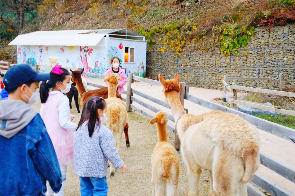 홍천 가볼만한곳 알파카월드 아이와 함께 강원도 여행지 추천