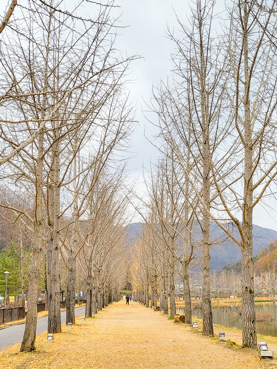 충북여행지 괴산가볼만한곳 괴산 문광저수지 은행나무길