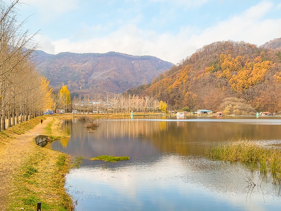 충북여행지 괴산가볼만한곳 괴산 문광저수지 은행나무길