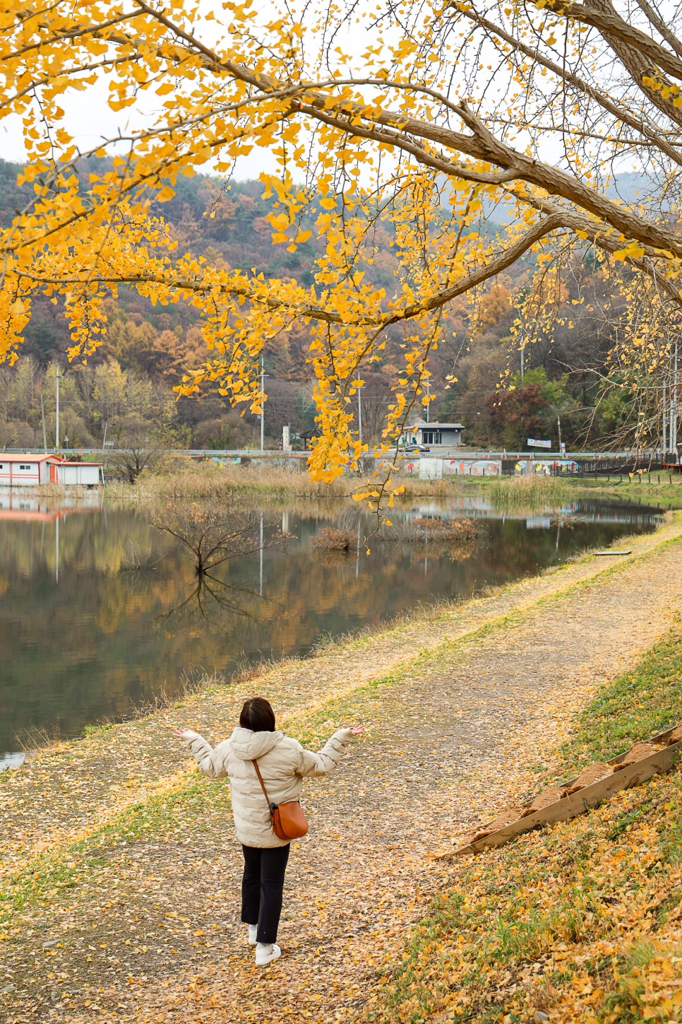 충북여행지 괴산가볼만한곳 괴산 문광저수지 은행나무길