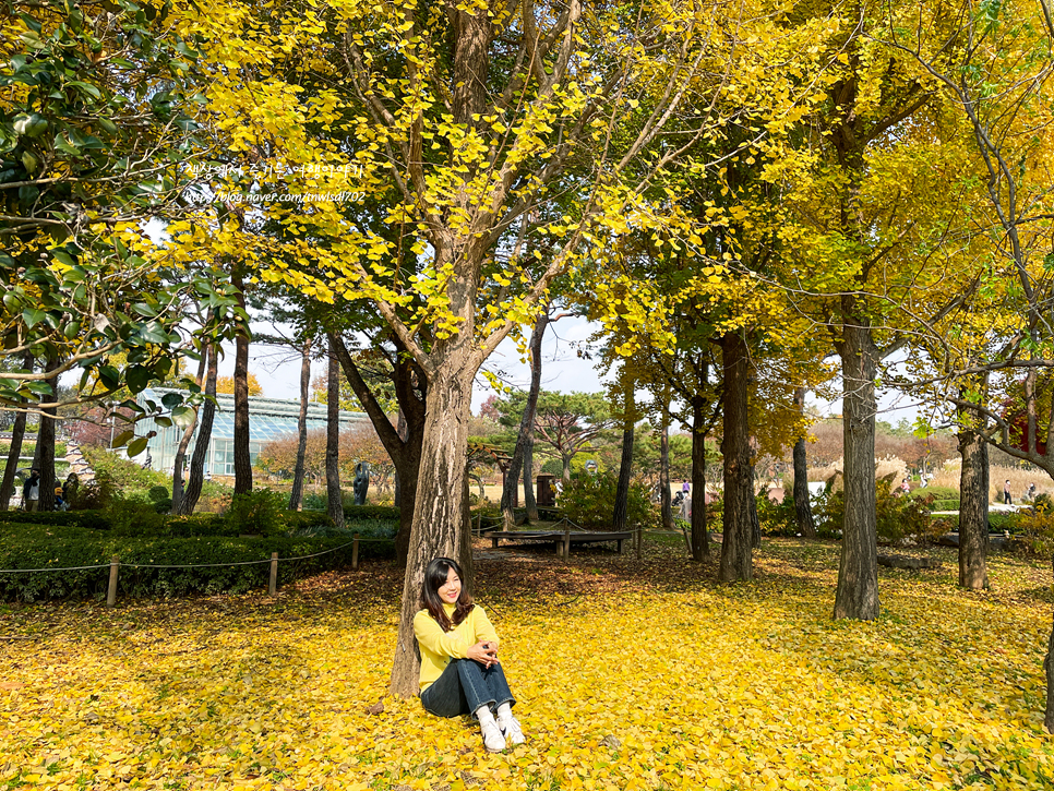 한국 도로공사 전주수목원 단풍 은행나무 포토존