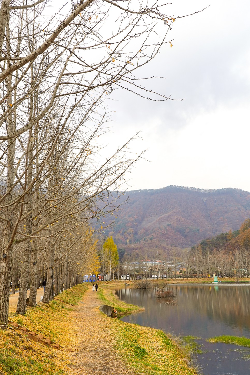 충북여행지 괴산가볼만한곳 괴산 문광저수지 은행나무길