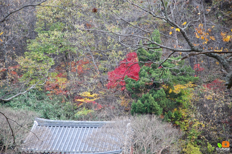 가을 단풍 명소 경주 운곡서원 가을 나들이