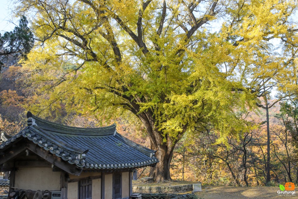 가을 단풍 명소 경주 운곡서원 가을 나들이