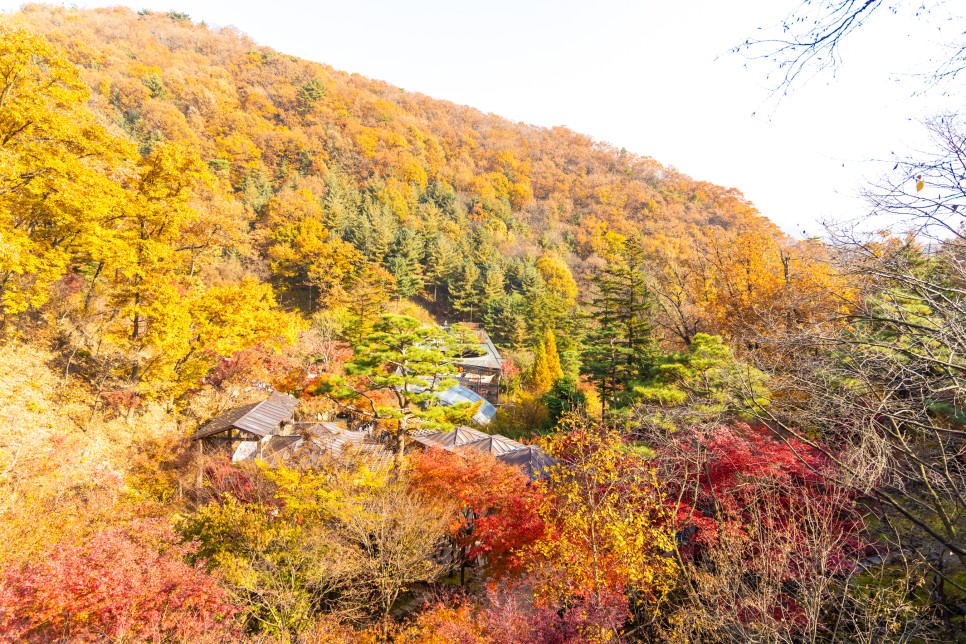 가을의 끝자락에서, 아름다웠던 단풍명소들을 추억하며 :: 강천섬, 내장산, 화담숲, 곡교천은행나무길