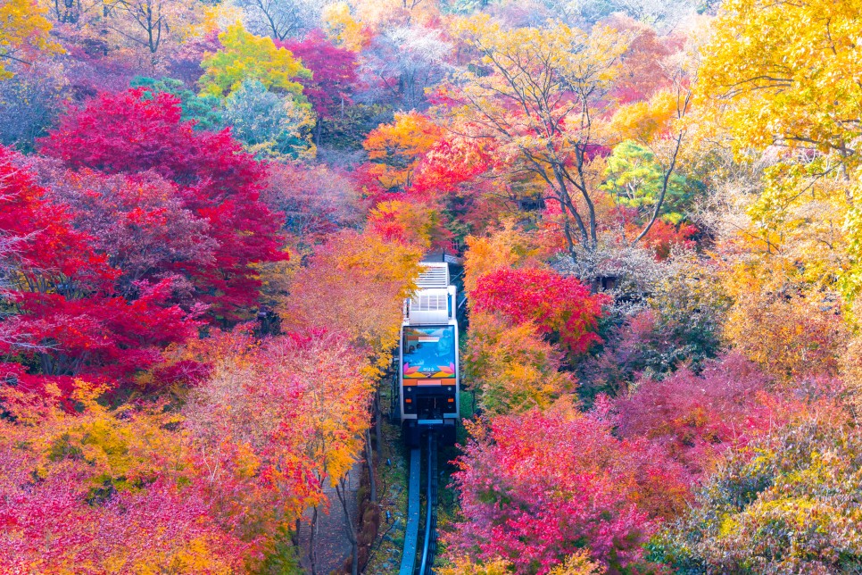 가을의 끝자락에서, 아름다웠던 단풍명소들을 추억하며 :: 강천섬, 내장산, 화담숲, 곡교천은행나무길