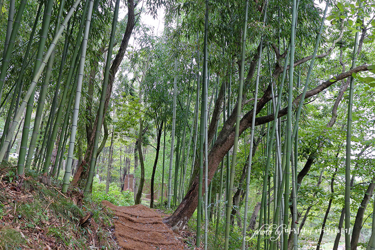 부산 기장 여행 철마 아홉산숲 부산 대나무숲 산책 힐링여행
