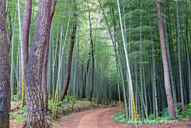 부산 기장 여행 철마 아홉산숲 부산 대나무숲 산책 힐링여행