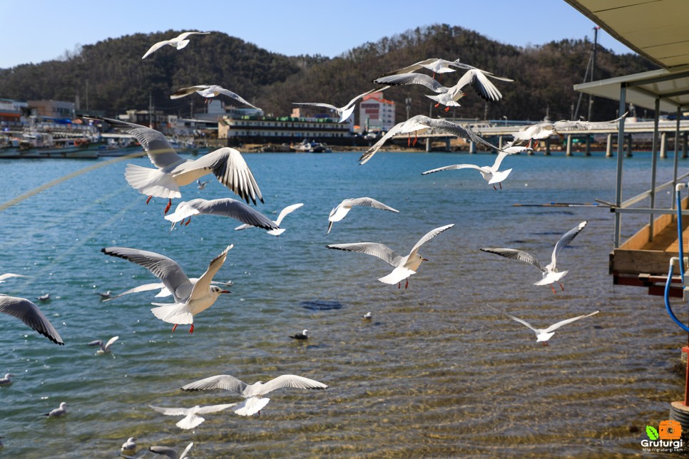 반해버린 영덕 대게 가격