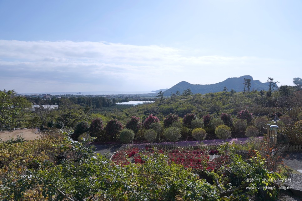 제주 동백수목원 외 동백군락지 리스트(택시대절)