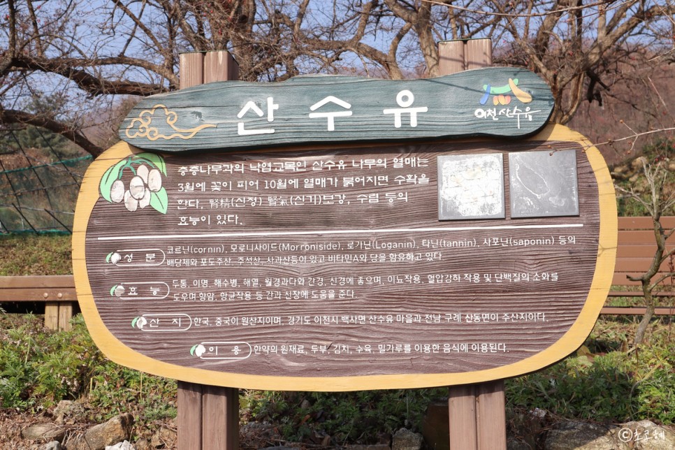 경기도 이천 가볼만한곳 산수유마을 경기생태관광 숲체험