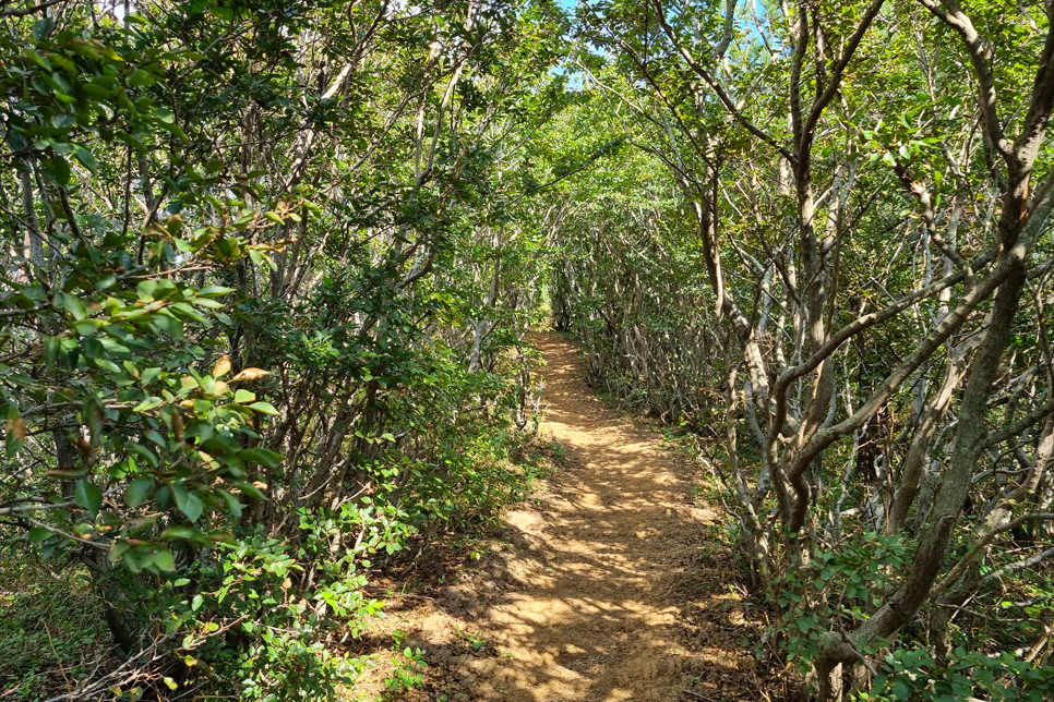 제주도 가볼만한곳 동쪽 풍경 멋졌던 제주 다랑쉬오름