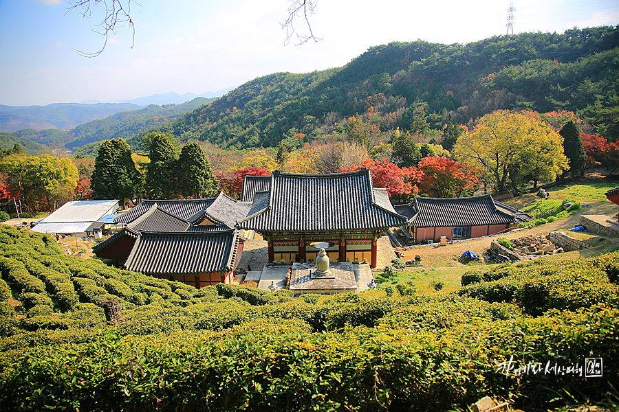 경남 사천 다솔사 단풍명소 겨울여행지 단풍 드라이브