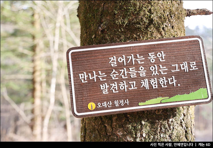 평창 오대산 국립공원 월정사 전나무숲 선재길 숲길 걷기좋은길