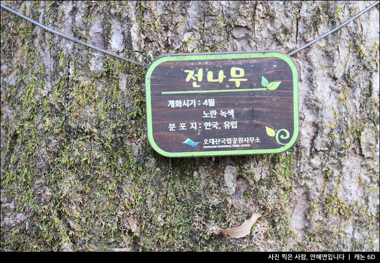 평창 오대산 국립공원 월정사 전나무숲 선재길 숲길 걷기좋은길