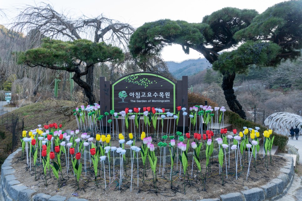 국내여행 주말가볼만한곳 오색별빛정원전 아침고요수목원  크리스마스에 가볼만한곳